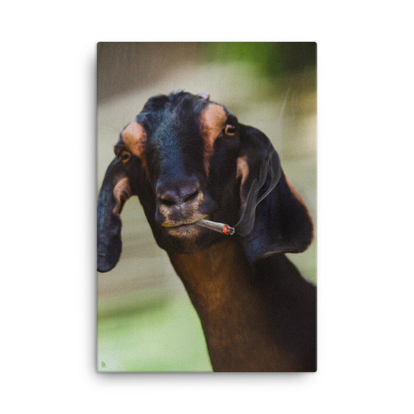 Goat Toke Canvas